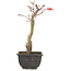 Acer palmatum, 23,5 cm, ± 6 years old