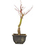 Acer palmatum, 28 cm, ± 6 years old