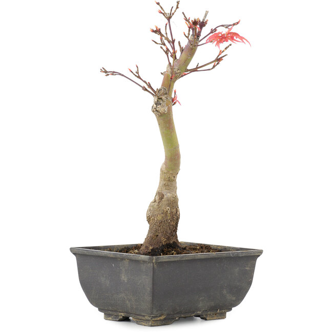 Acer palmatum, 23,5 cm, ± 6 años