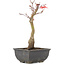 Acer palmatum, 23,5 cm, ± 6 years old