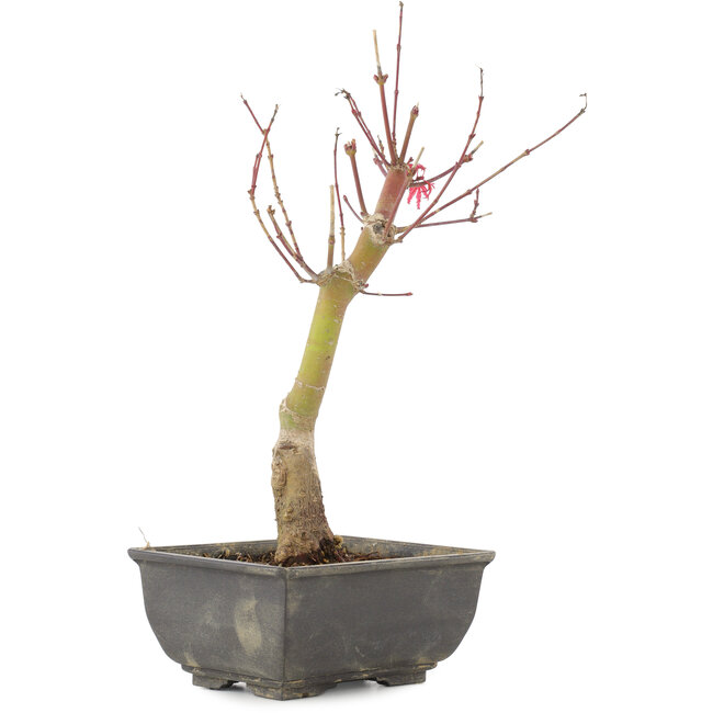 Acer palmatum, 28 cm, ± 6 Jahre alt