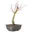 Acer palmatum, 28 cm, ± 6 anni