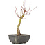 Acer palmatum, 28 cm, ± 6 years old