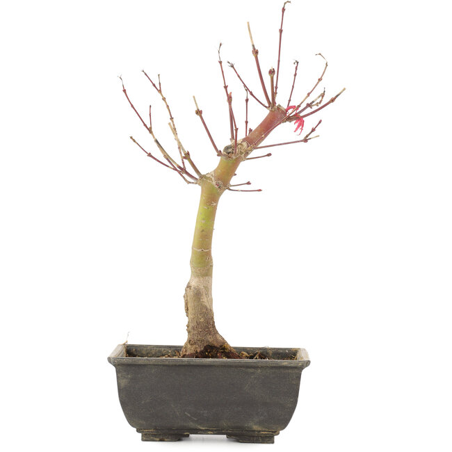 Acer palmatum, 28 cm, ± 6 jaar oud