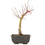 Acer palmatum, 28 cm, ± 6 Jahre alt