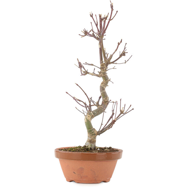 Acer palmatum Deshojo, 30,5 cm, ± 5 Jahre alt