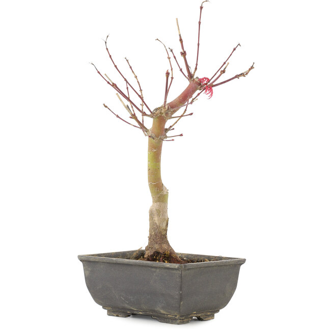 Acer palmatum, 28 cm, ± 6 años