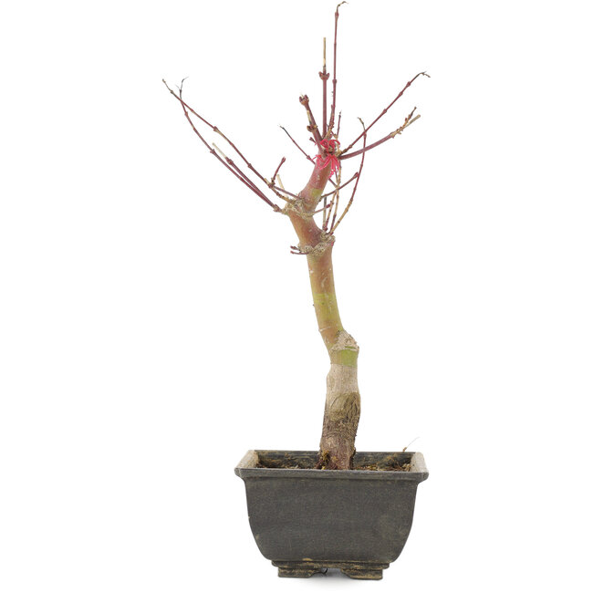 Acer palmatum, 28 cm, ± 6 Jahre alt
