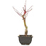 Acer palmatum, 28 cm, ± 6 jaar oud