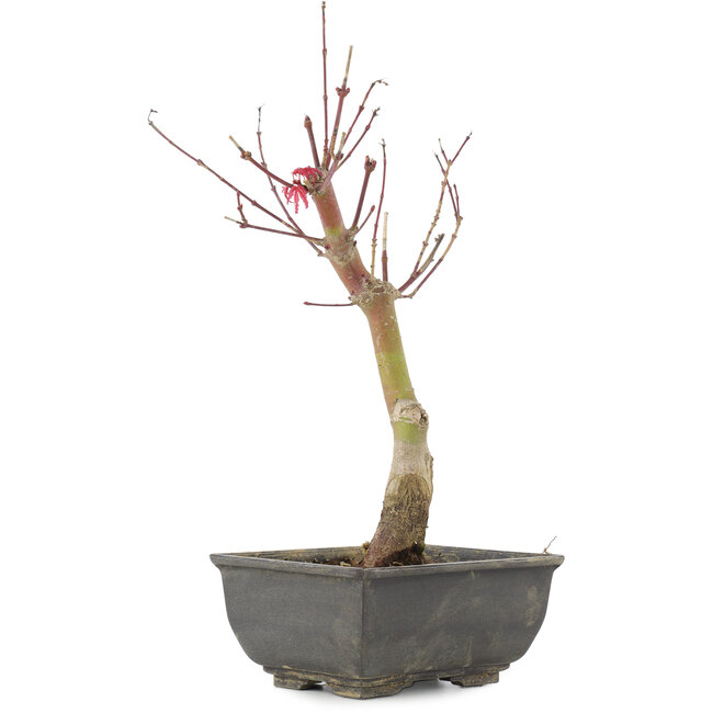 Acer palmatum, 28 cm, ± 6 years old