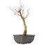 Acer palmatum, 28 cm, ± 6 years old