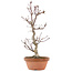 Acer palmatum Deshojo, 30,5 cm, ± 5 anni