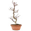 Acer palmatum Deshojo, 30,5 cm, ± 5 years old