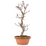 Acer palmatum Deshojo, 30,5 cm, ± 5 Jahre alt