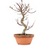 Acer palmatum Deshojo, 23,5 cm, ± 5 years old