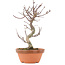 Acer palmatum Deshojo, 23,5 cm, ± 5 years old