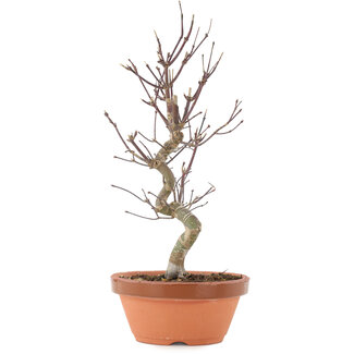 Acer palmatum Deshojo, 26 cm, ± 5 años
