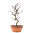 Acer palmatum Deshojo, 26 cm, ± 5 anni