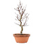 Acer palmatum Deshojo, 26 cm, ± 5 years old