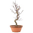 Acer palmatum Deshojo, 26 cm, ± 5 Jahre alt