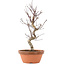 Acer palmatum Deshojo, 26 cm, ± 5 years old