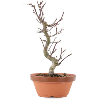 Acer palmatum Deshojo, 23,5 cm, ± 5 Jahre alt