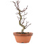 Acer palmatum Deshojo, 23,5 cm, ± 5 Jahre alt