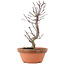 Acer palmatum Deshojo, 23,5 cm, ± 5 anni