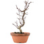 Acer palmatum Deshojo, 23,5 cm, ± 5 anni
