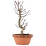 Acer palmatum Deshojo, 23,5 cm, ± 5 Jahre alt