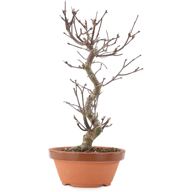 Acer palmatum Deshojo, 26,5 cm, ± 5 Jahre alt