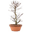 Acer palmatum Deshojo, 26,5 cm, ± 5 anni