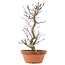 Acer palmatum Deshojo, 26,5 cm, ± 5 Jahre alt