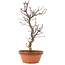 Acer palmatum Deshojo, 28 cm, ± 5 Jahre alt