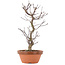 Acer palmatum Deshojo, 26,5 cm, ± 5 anni