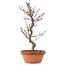 Acer palmatum Deshojo, 28 cm, ± 5 anni