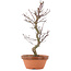 Acer palmatum Deshojo, 28 cm, ± 5 anni