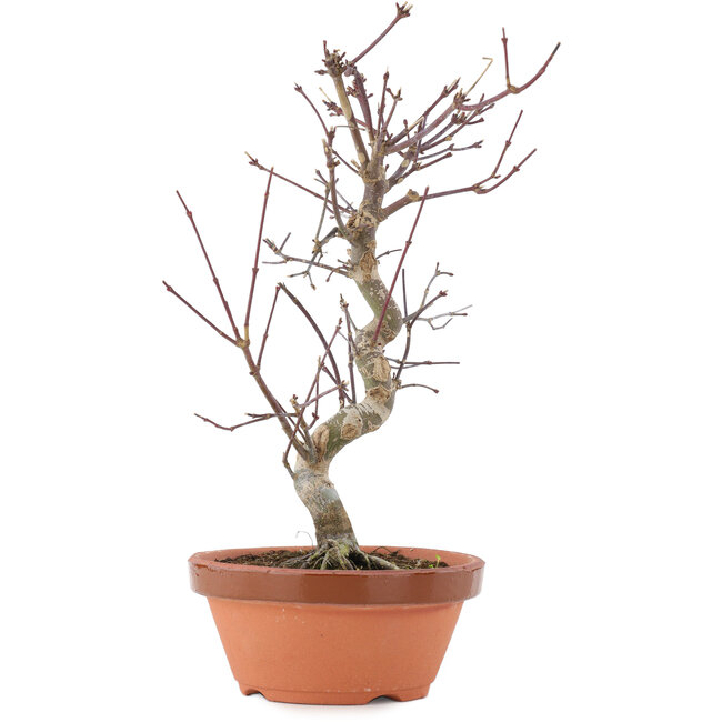 Acer palmatum Deshojo, 26 cm, ± 5 Jahre alt