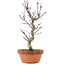 Acer palmatum Deshojo, 26 cm, ± 5 years old