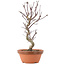 Acer palmatum Deshojo, 26 cm, ± 5 years old