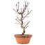 Acer palmatum Deshojo, 26 cm, ± 5 years old