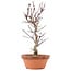 Acer palmatum Deshojo, 26 cm, ± 5 years old