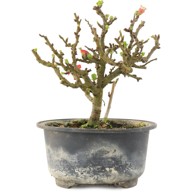 Chaenomeles speciosa, 14 cm, ± 9 ans, à fleurs rouges et fruits jaunes