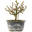 Chaenomeles speciosa, 14 cm, ± 9 anni, con fiori rossi e frutti gialli