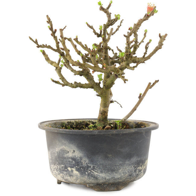 Chaenomeles speciosa, 14 cm, ± 9 años, con flores rojas y frutos amarillos