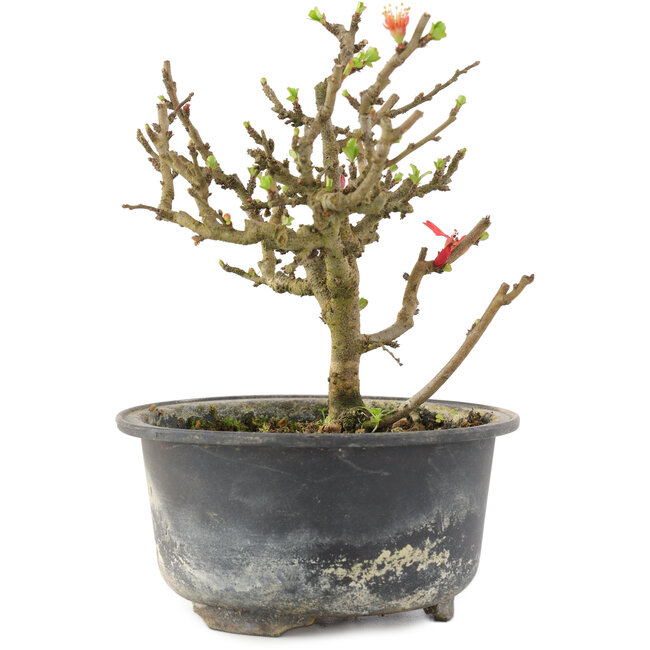 Chaenomeles speciosa, 14 cm, ± 9 años, con flores rojas y frutos amarillos