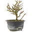 Chaenomeles speciosa, 14 cm, ± 9 jaar oud, met rode bloemen en geel fruit
