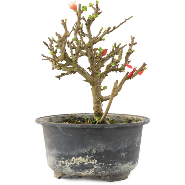 Chaenomeles speciosa, 14 cm, ± 9 jaar oud, met rode bloemen en geel fruit