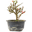 Chaenomeles speciosa, 14 cm, ± 9 anni, con fiori rossi e frutti gialli