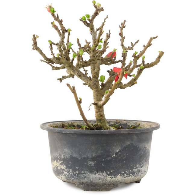 Chaenomeles speciosa, 14 cm, ± 9 ans, à fleurs rouges et fruits jaunes